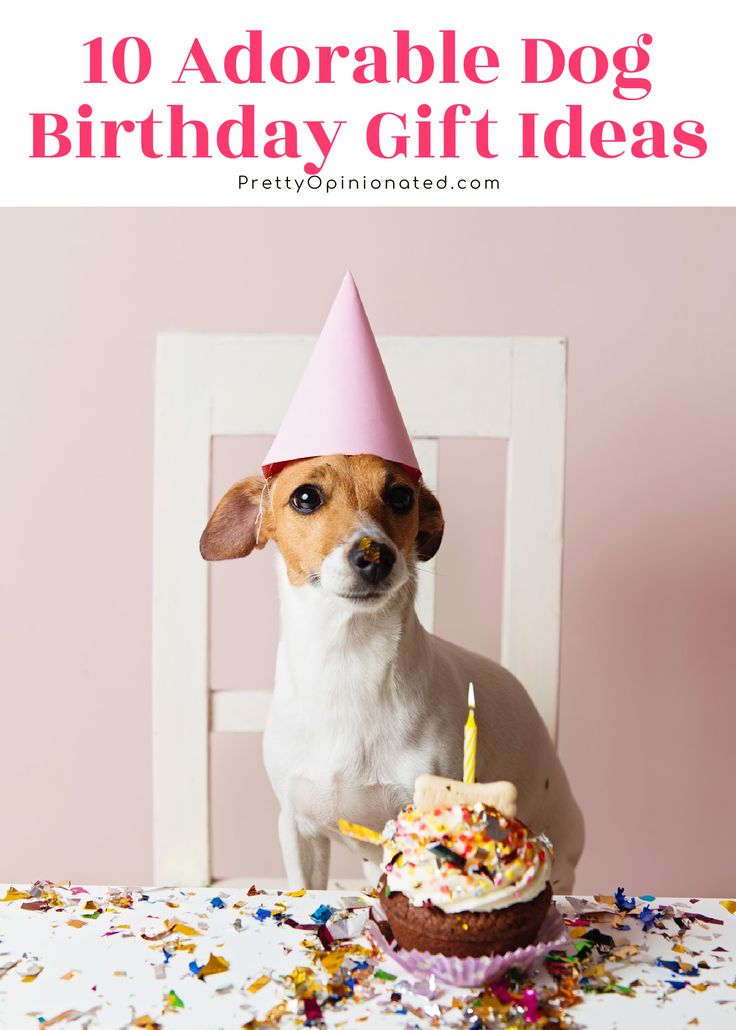 Dog birthday gift ideas 2025