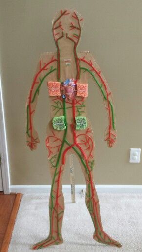 Craft Ideas For Circulatory System Craft Ideas For Circulatory System