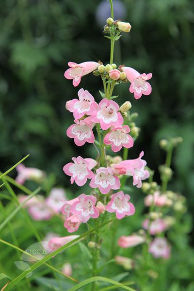 Penstemon Le Blossom Best Native Drought Tolerant Plants Penstemon Le Blossom Best Native Drought Tolerant Plants Pinterest Perennials Flowers And
