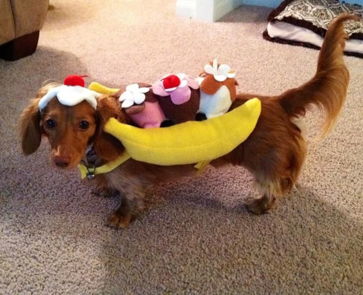Dachshund Costume Banana Split Costumes Cute Dog Best - Diy Dog Banana Costume Dachshund Costume Banana Split Costumes Cute Dog Best - Diy Dog Banana Costume
