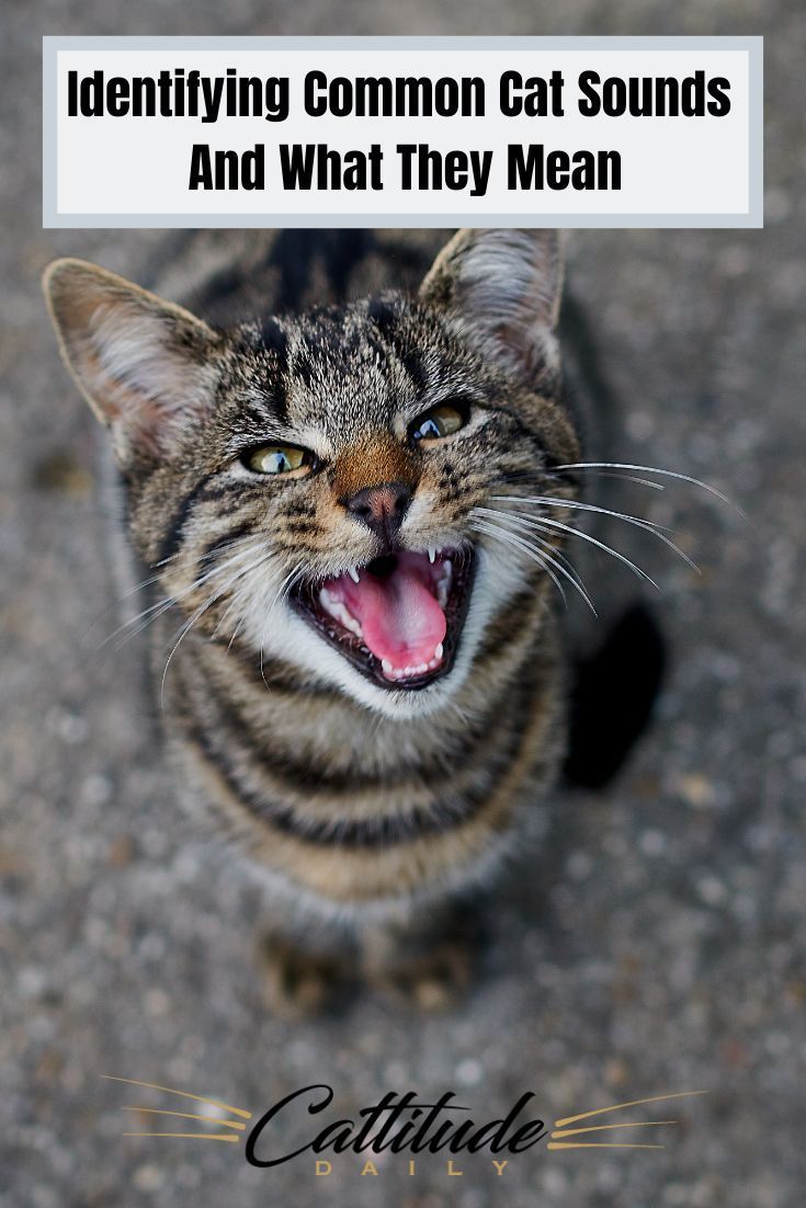The Weird 6 Cat Sounds Meaning Cats, Crazy cats, Puppy care