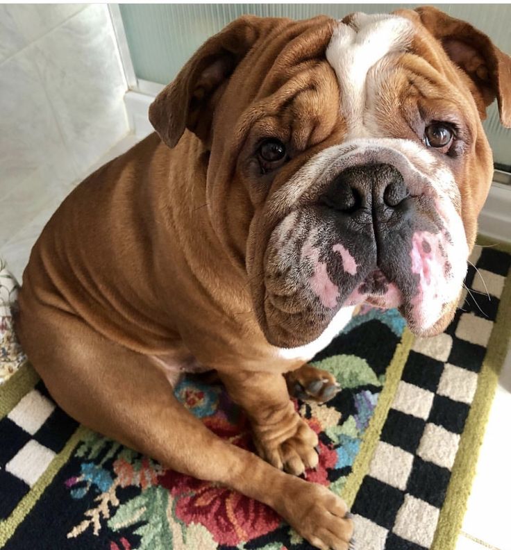 Bull Dog Stuff Image By Daniel Cooper On Pets English Bulldog