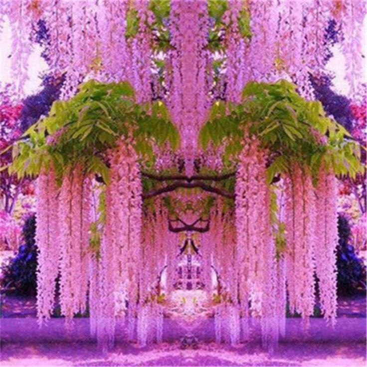 30pcs Purple Wisteria Flower Seeds Perennial Climbing Plants Bonsai Home Garden ...