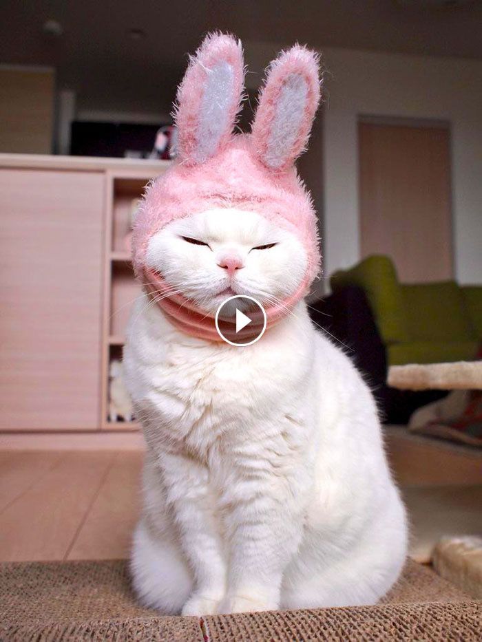 Pin By Rebecca Doback On Fluffies Beautiful Cats