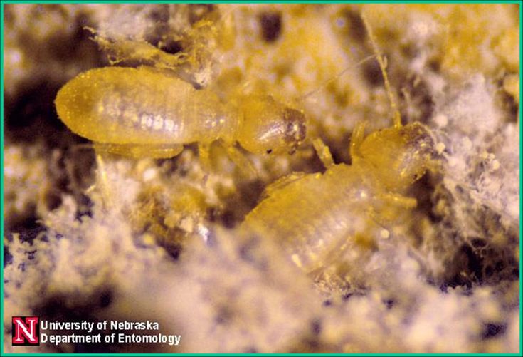 How To Get Rid Of Ticks Outdoors Naturally How To Get Rid Of Ticks Outdoors Naturally