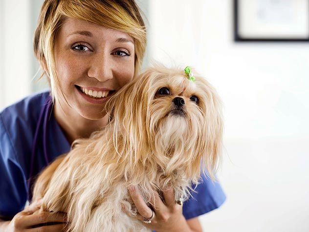 Vet tech job description」のおすすめアイデア 25 件以上 Pinterest - veterinarian job description Vet tech job description」のおすすめアイデア 25 件以上 Pinterest - veterinarian job description