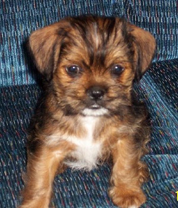 chihuahua shih tzu mix puppies for sale Zoe Fans Blog Chihuahua puppies, Puppies, Cute small