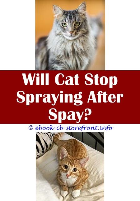 Can You Spray Your Houseplants With White Vinegar to Keep Cats From Eating Them?