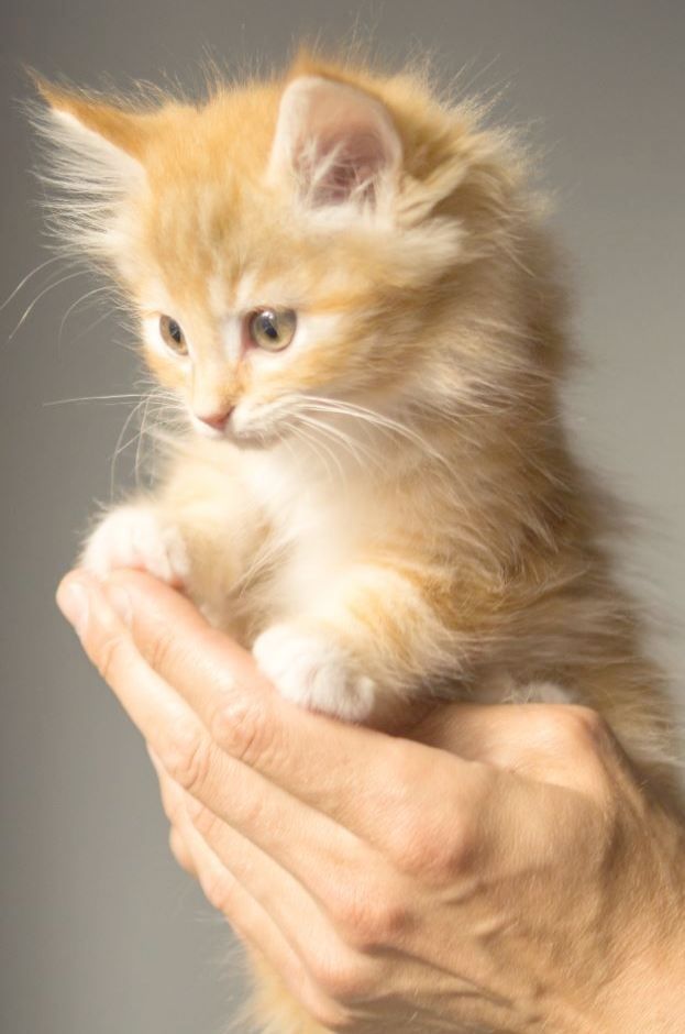 White Cat Hd Wallpaper Free Wallpapers And Images Download