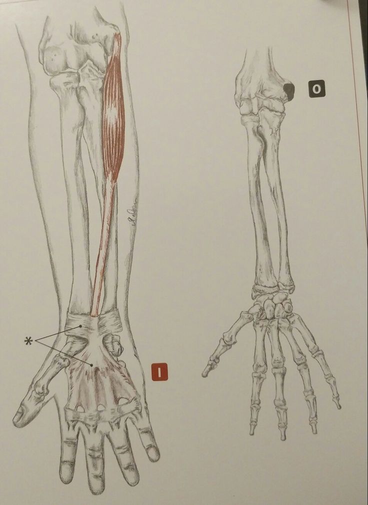 Palmaris Longus Anatomi Palmaris Longus Anatomi