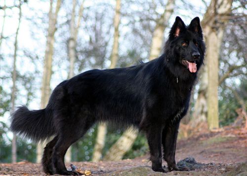 australian shepherd with german shepherd 515 best german shepherds images on pinterest german shepherds australian shepherd with german shepherd 515 best german shepherds images on pinterest german shepherds