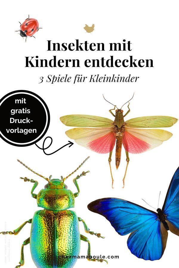 Spiel Mit Schmetterlingen Spiel Mit Schmetterlingen
