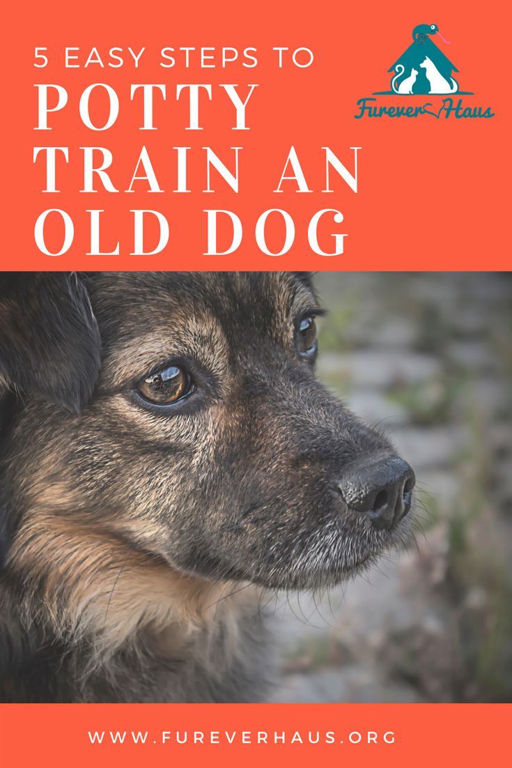 House Training An Old Dog Can Be A Little Draining But Can Be Done