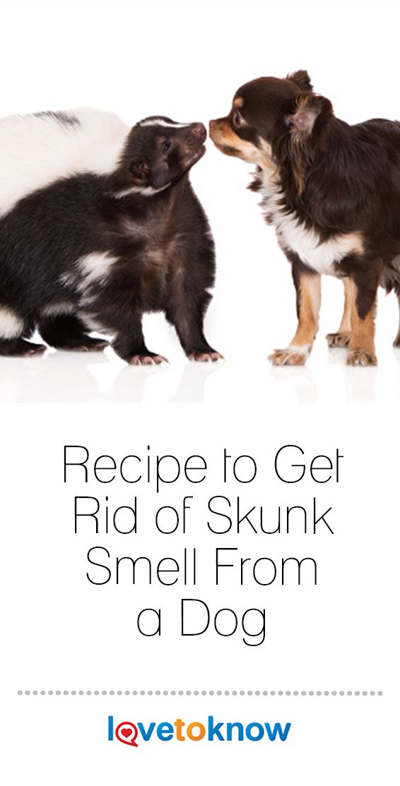 All Natural Way To Get Rid Of Skunk Smell On Dogs Recipe Skunk