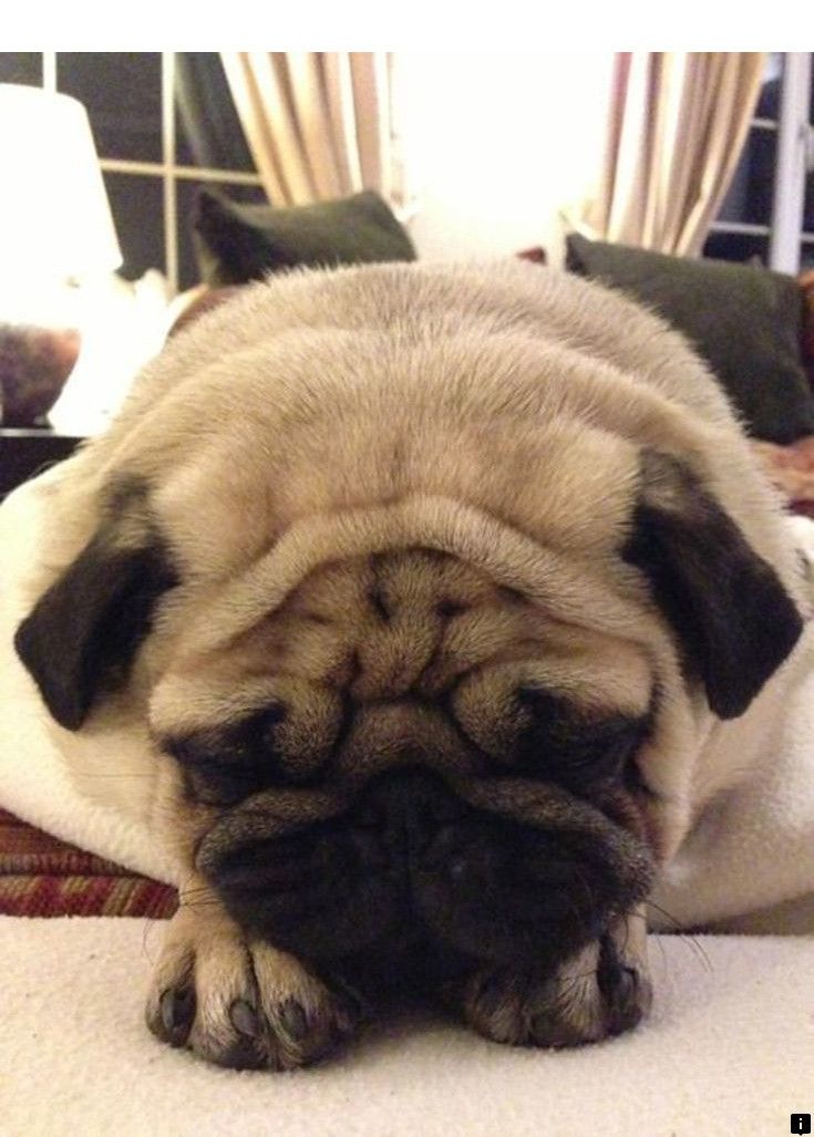 Discover More About Pug Price Just Click On The Link For More