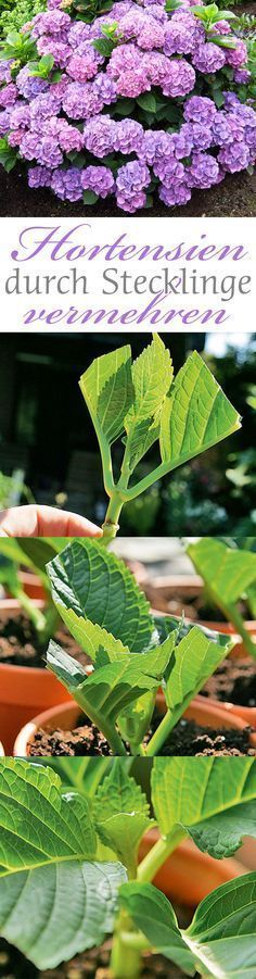 Wer prachtvolle Hortensien für seinen Garten ziehen möchte, kann bestehende Tr...