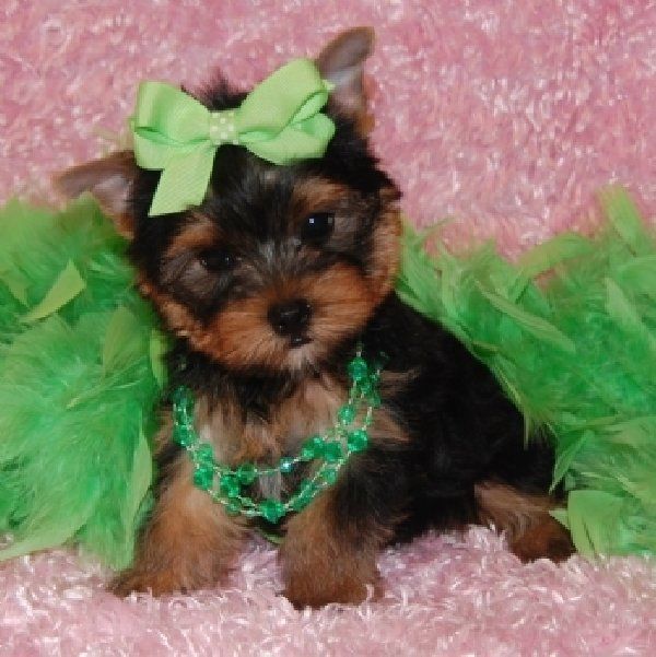 yorkies for adoption in tx best 25 yorkie puppies for adoption ideas on teacup yorkie for adoption yorkies for adoption in tx best 25 yorkie puppies for adoption ideas on teacup yorkie for adoption