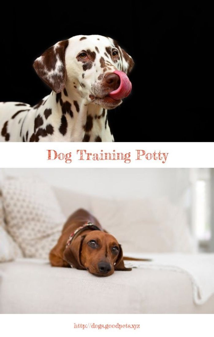Dog Breeding Tips For Beginners Pregnant Dog Dogs Dog Care