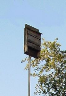 10 Best Gardening For Bats Images On Pinterest Florida And Bebe Florida Bat Conservancy Backyard Houses