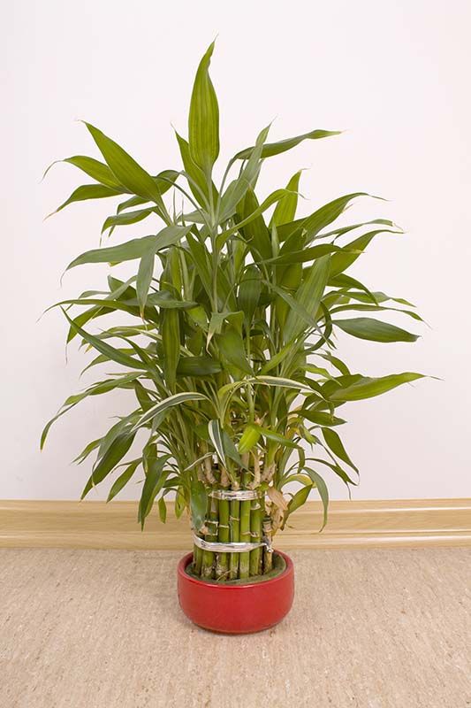 Lucky Bamboo Tree Care Growing The Dracaena Sanderiana Plant Lucky Bamboo Trees Need Indirect Light Indoors