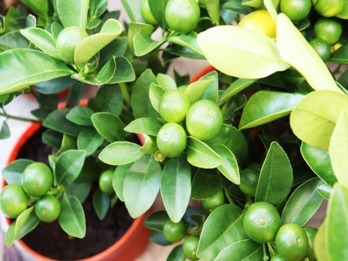 10 Fáciles Consejos Para Hacer Crecer Un árbol De Limón En Maceta Arbol De Limon Limonero En Maceta Cultivo De Plantas