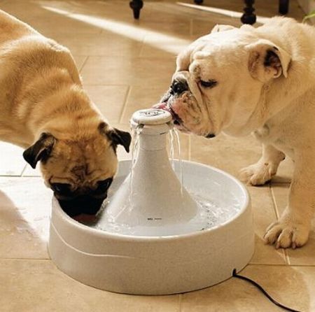 Best Cat Fountain Home Hardware Best Cat Fountain Home Hardware