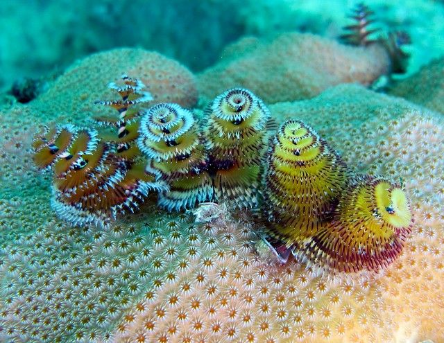 A Triad Of Christmas Tree Worms In 2020 Worms Tree Christmas Tree