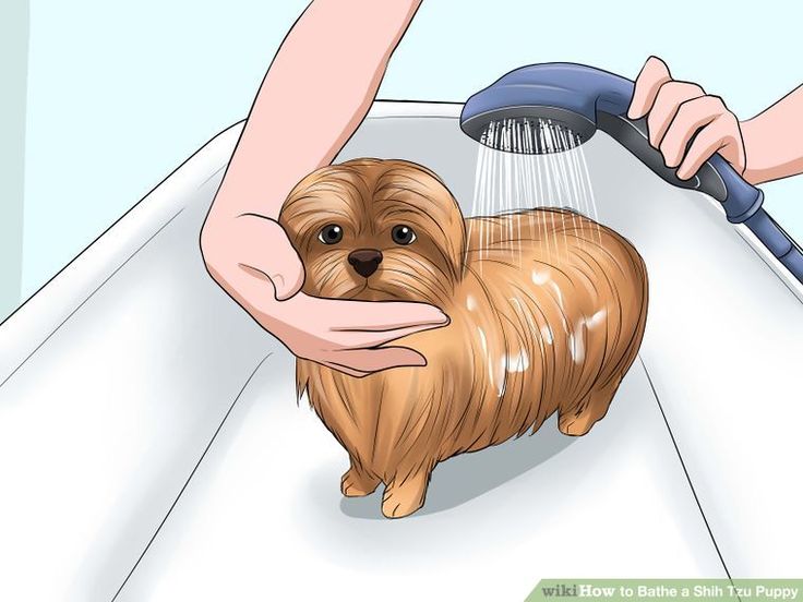 how to bathe a shih tzu puppy best 25 shih tzu puppy ideas on shih tzu shitzu puppies and best puppy names how to bathe a shih tzu puppy best 25 shih tzu puppy ideas on shih tzu shitzu puppies and best puppy names