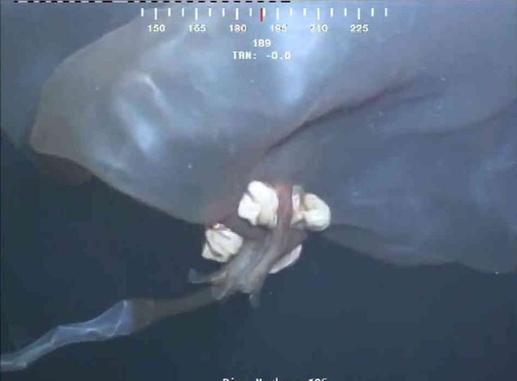 Massive Unidentified Sea Creature Caught On Video Off Oil-rig NASA Scientist Says Aliens May Have Visited Earth Without Us Knowing
