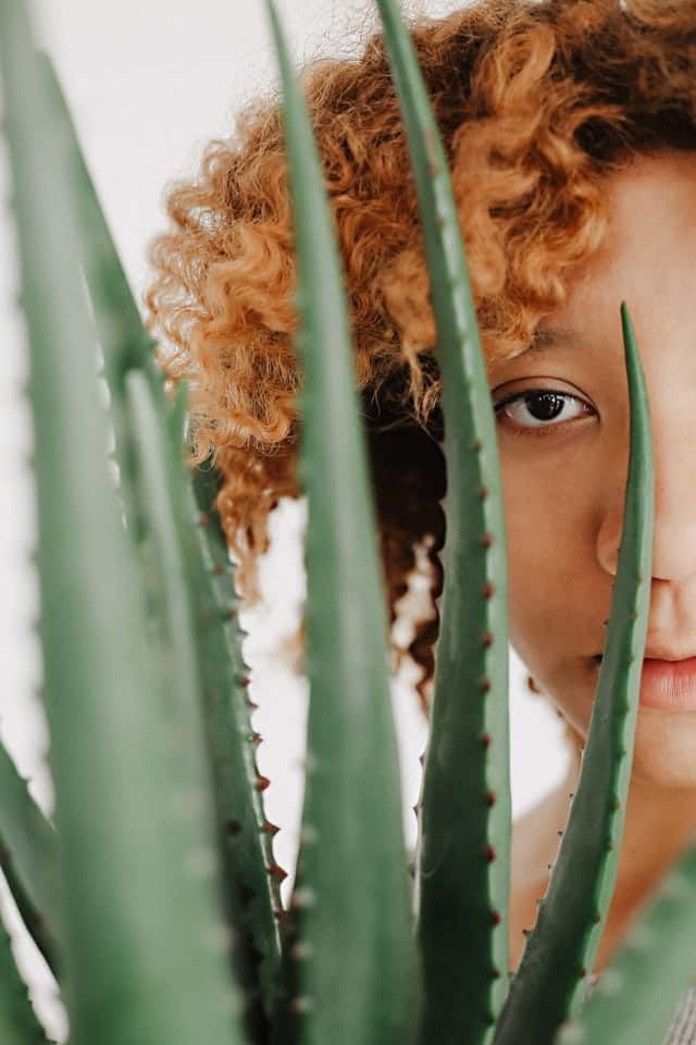 Can You Put Aloe Vera Gel On Your Face Overnight Ways To Use Aloe Vera Half Aloe Vera Half Witch Hazel In A 97 Bottle From Travel Section At Target Use It Aloe Vera Juice Grow Long Hair Natural Hair Care
