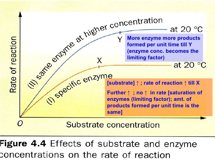 characteristics of enzymes