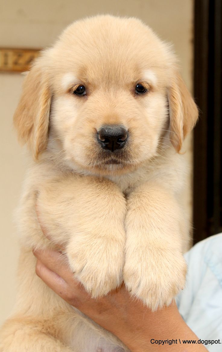 puppies golden retrievers 35 best golden retriever puppies pictures images on golden retriever puppies golden retrievers 35 best golden retriever puppies pictures images on golden retriever