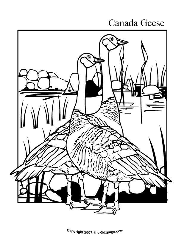 7 best Canada Goose and crafts images on Pinterest | Birds, Canada