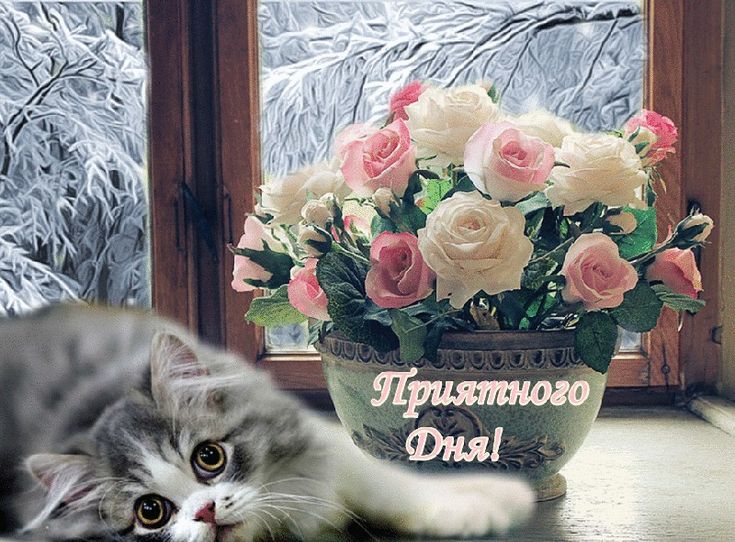 Добрый день милая открытки