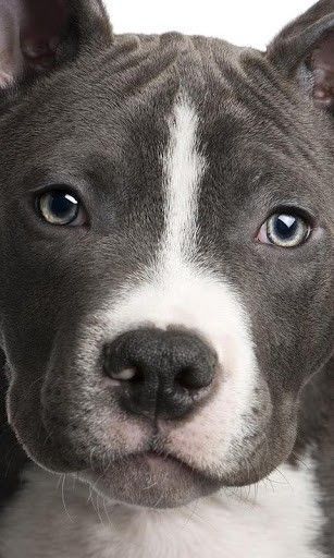pitbull dog wallpaper 11311 animal wallpapers pinterest dog