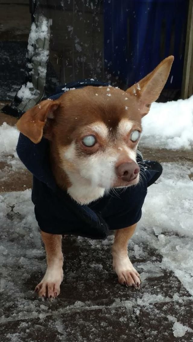 Chihuahua Dog For Adoption In Landenberg Pa Adn 810301 On