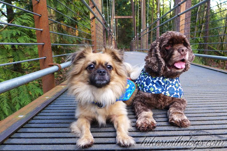 pugs washington state 15 best hiking in and around bellevue images on seattle hiking trails and pugs washington state 15 best hiking in and around bellevue images on seattle hiking trails and
