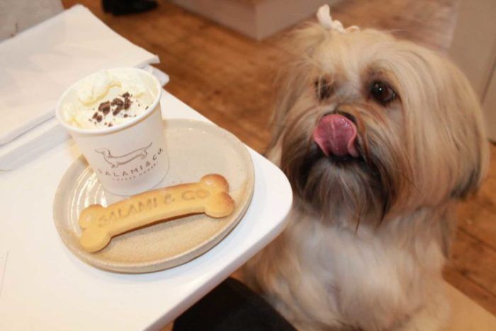 10 Of The Best Dog Friendly Cafes Pet Cafe Dog Cafe Dog Coffee boa-steakhouse-manhattan-beach-manhattan-beach-members-and-their