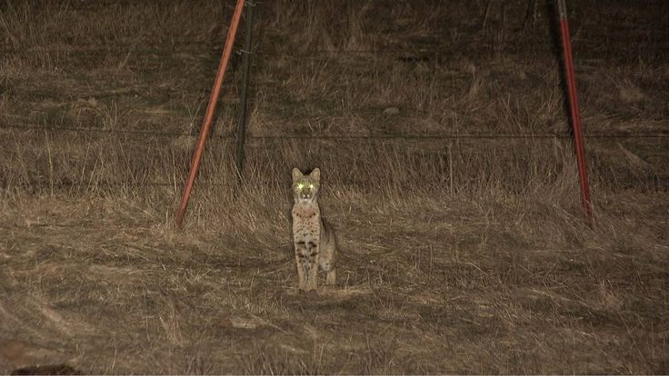 Wild Dogs Best Torch For Hunting Wild Dogs Best Torch For Hunting