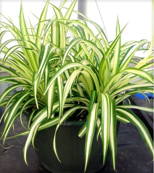 8 Best Lepelplant Images On Pinterest House Plants Houseplants Welche Zimmerpflanzen Brauchen Wenig Licht Indoor Plantsindoor