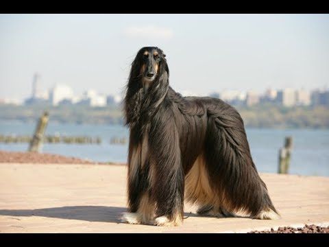 Youtube Afghan Hound Dog Breed Amazing Facts Hound Dog Breeds