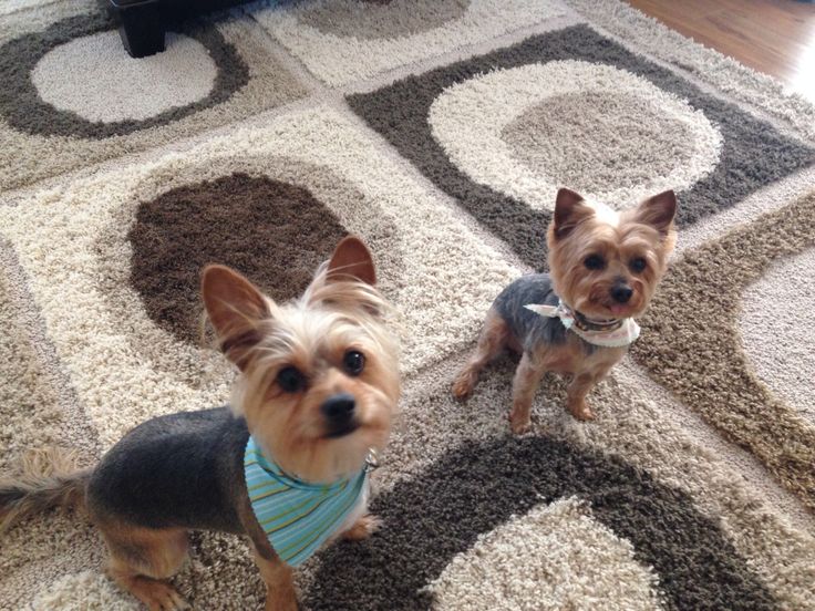 yorkie winter coats 23 best yorkie poodle haircuts images on poodle haircut yorkie haircuts yorkie winter coats 23 best yorkie poodle haircuts images on poodle haircut yorkie haircuts