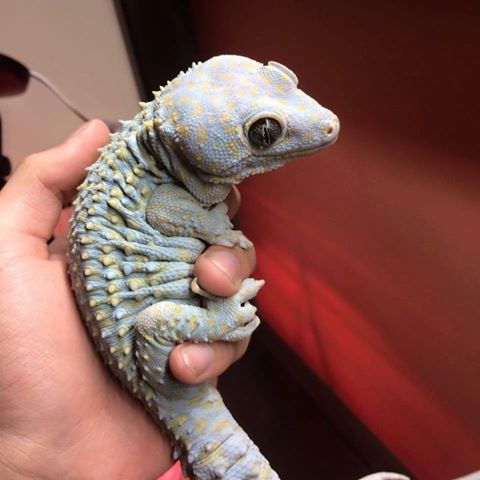 tokay geckos care sheet