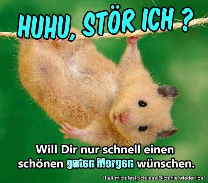 Huhu Guten Morgen Huhu Guten Morgen