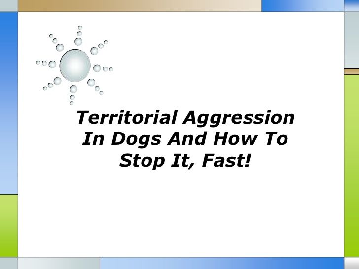 Canine agression quick style