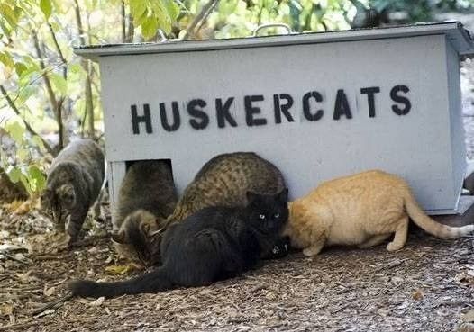 Cats are in charge at the University of NebraskaLincoln. There live
