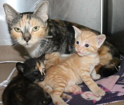 Greenville County Cat Rescue Greenville County Cat Rescue