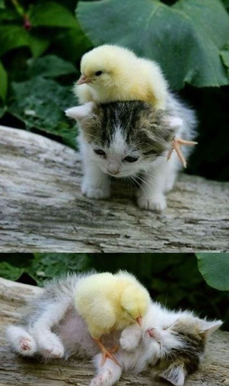 癒されて心暖まる画像 動物編 Ailovei Baby Animals Animals Friendship Cute Animals
