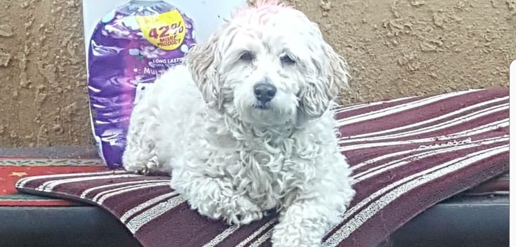 Adopt Bumper on Designer dogs breeds Adopt Bumper on Designer dogs breeds