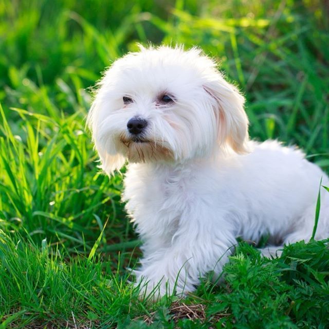 Maltese Maltese Dogs Maltese